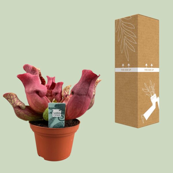 thumbnail_6000-10007.jpg Sarracenia Maroon