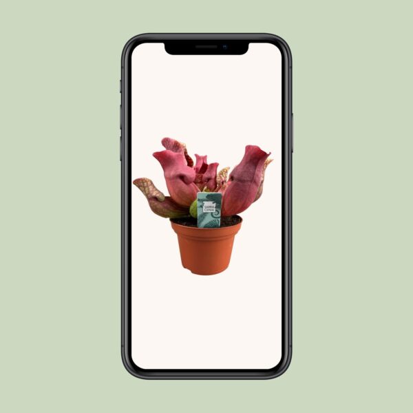 thumbnail_6000-10008.jpg Sarracenia Maroon