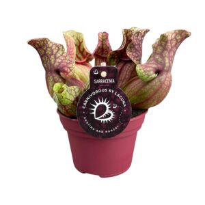Sarracenia Venosa