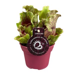 Sarracenia