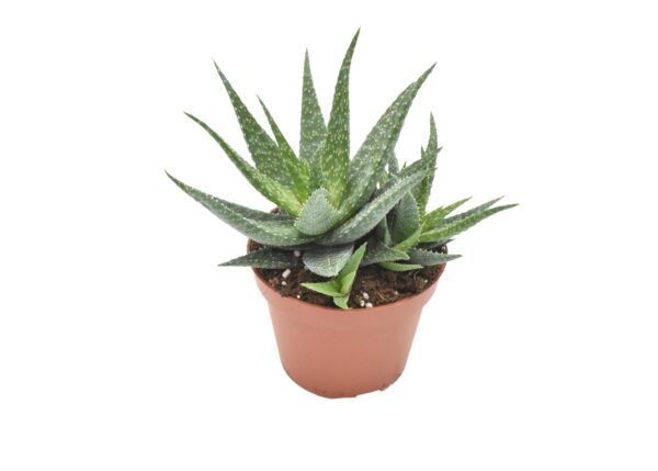 thumbnail_6000-10031.jpg Aloe Migori
