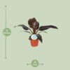 Philodendron Imperial Red