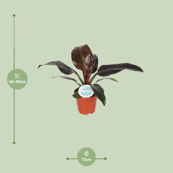thumbnail_6000-10269.jpg Philodendron Imperial Red