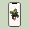 Calathea Medallion