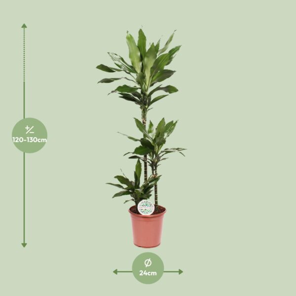 thumbnail_6000-10299.jpg Dracaena Janet Lind