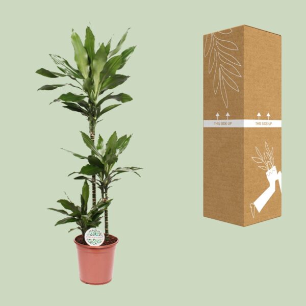 thumbnail_6000-10300.jpg Dracaena Janet Lind