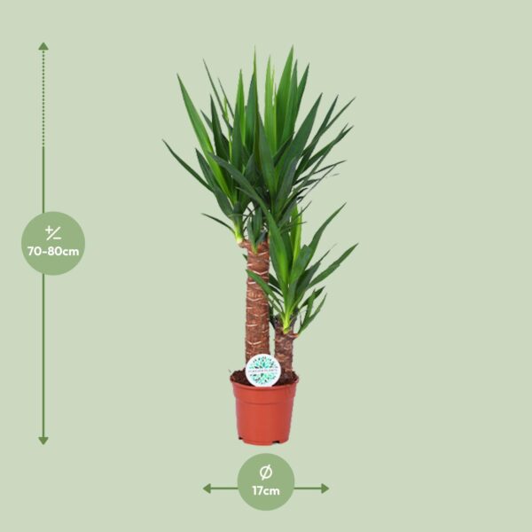 thumbnail_6000-10315.jpg Yucca