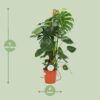 Monstera Deliciosa