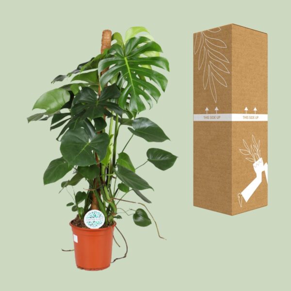 thumbnail_6000-10325.jpg Monstera Deliciosa
