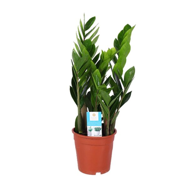 thumbnail_6000-10394.jpg Zamioculcas Zamiifolia