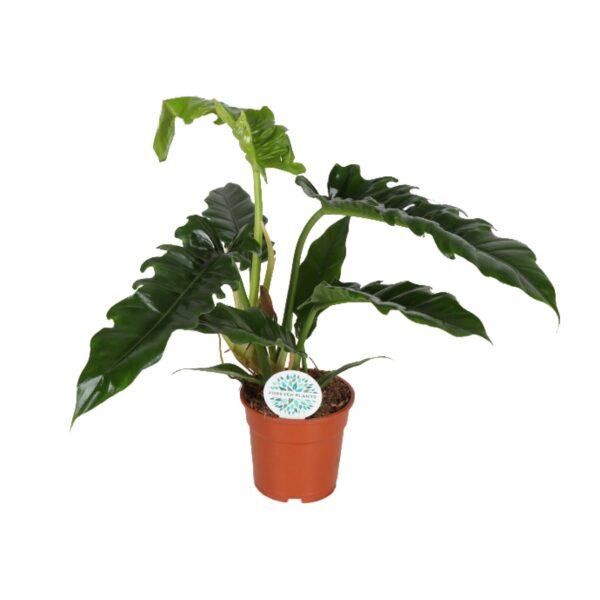 thumbnail_6000-10403.jpg Philodendron Narrow