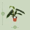 Philodendron Narrow