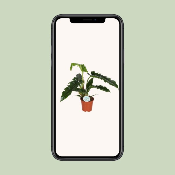 thumbnail_6000-10406.jpg Philodendron Narrow