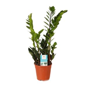 Zamioculcas Zamiifolia