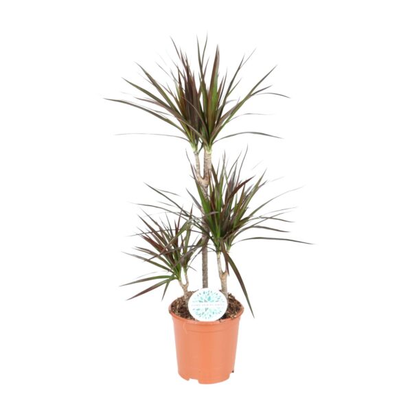 thumbnail_6000-10462.jpg Dracaena Magenta