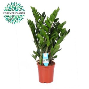 thumbnail_6000-10470.jpg Zamioculcas Zamiifolia
