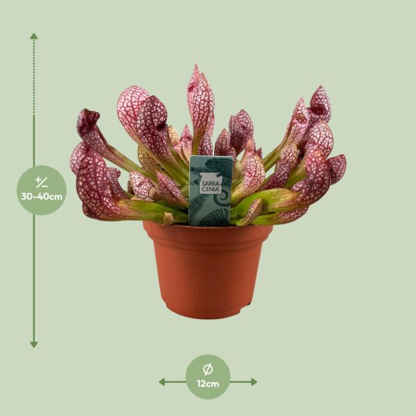 thumbnail_6000-10568.jpg Sarracenia Scarlet Belle