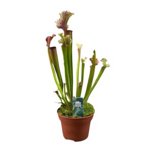 Sarracenia Judith Hindle