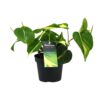 Philondendron Brasil Scandens