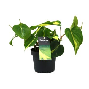 Philondendron Brasil Scandens
