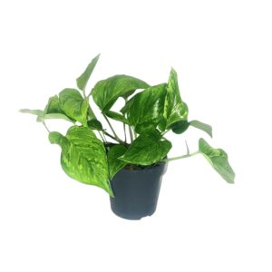 Scindapsus Pictus Trebie