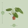 Philodendron Jose Buono