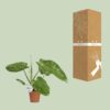 Philodendron Jose Buono