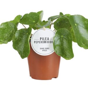 Pilea Sugar