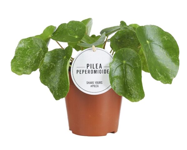 thumbnail_6000-10704.jpg Pilea Sugar