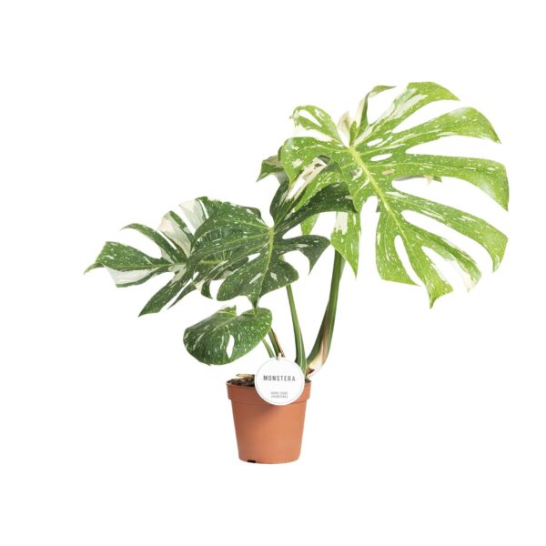 thumbnail_6000-10725.jpg Monstera Thai Constellation