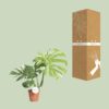 Monstera Thai Constellation