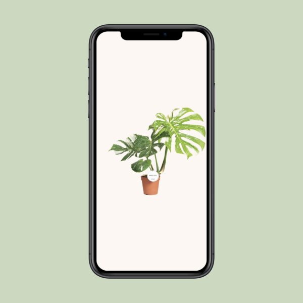 thumbnail_6000-10728.jpg Monstera Thai Constellation
