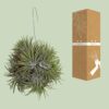 Tillandsia Ionantha Abdita