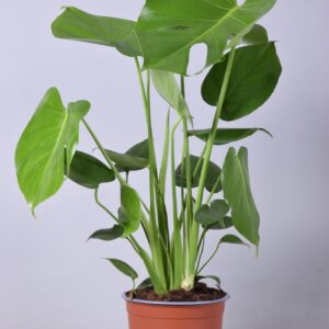 Monstera Deliciosa