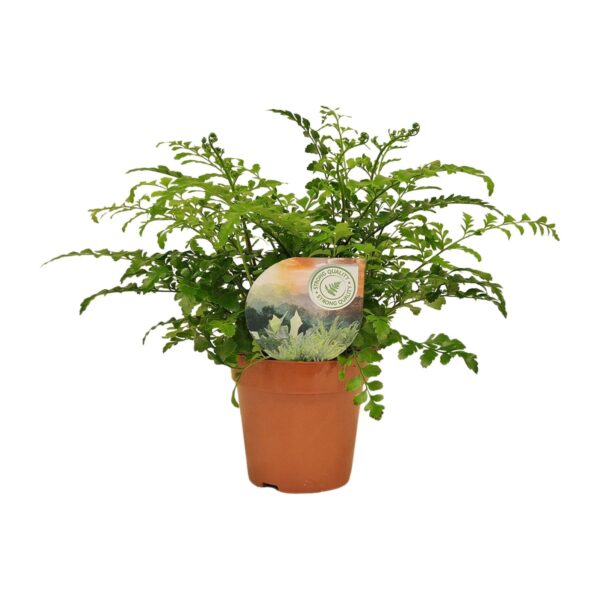 thumbnail_6000-10817.jpg Asplenium Parvati