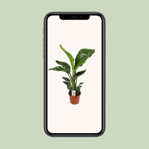 thumbnail_6000-10918.jpg Strelitzia Nicolai