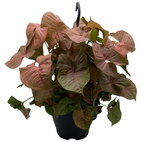 Syngonium Red Heart