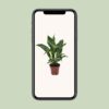 Spathiphyllum Diamond