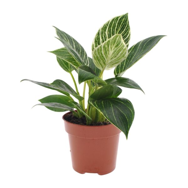 thumbnail_6000-10983.jpg Philodendron White Wave