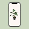 Alocasia Zebrina
