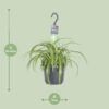 Chlorophytum Comosum Bonnie