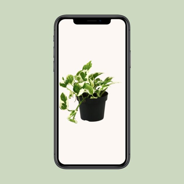 Scindapsus (Epipremnum) N'joy