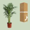 Dypsis Lutescens - Areca palm - Goudpalm