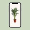 Dypsis Lutescens - Areca palm - Goudpalm