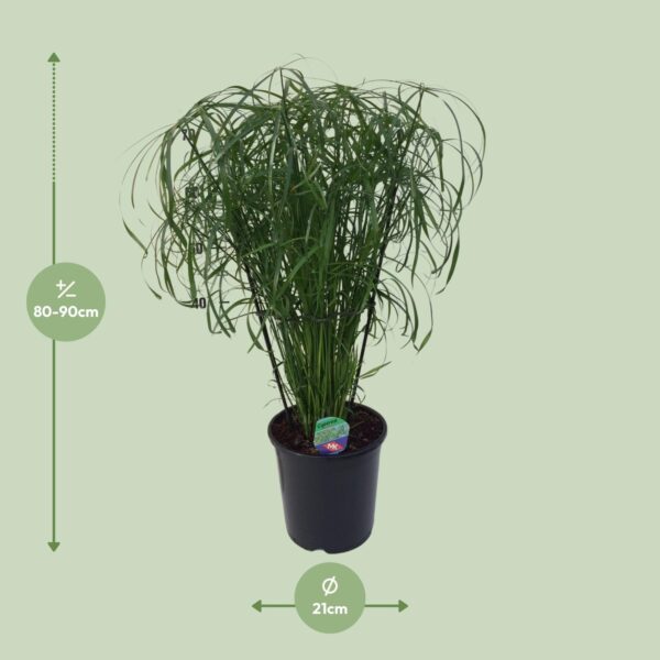Cyperus Alternifolius