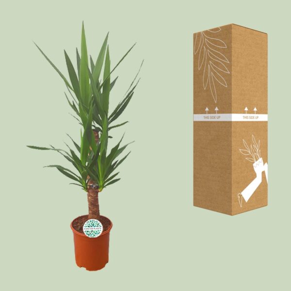 Yucca