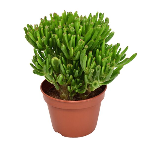 thumbnail_6000-11233.jpg Crassula Hobbit