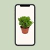 Crassula Hobbit