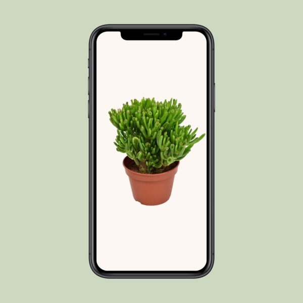 thumbnail_6000-11236.jpg Crassula Hobbit