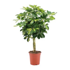 Schefflera Arboricola Gold Capella